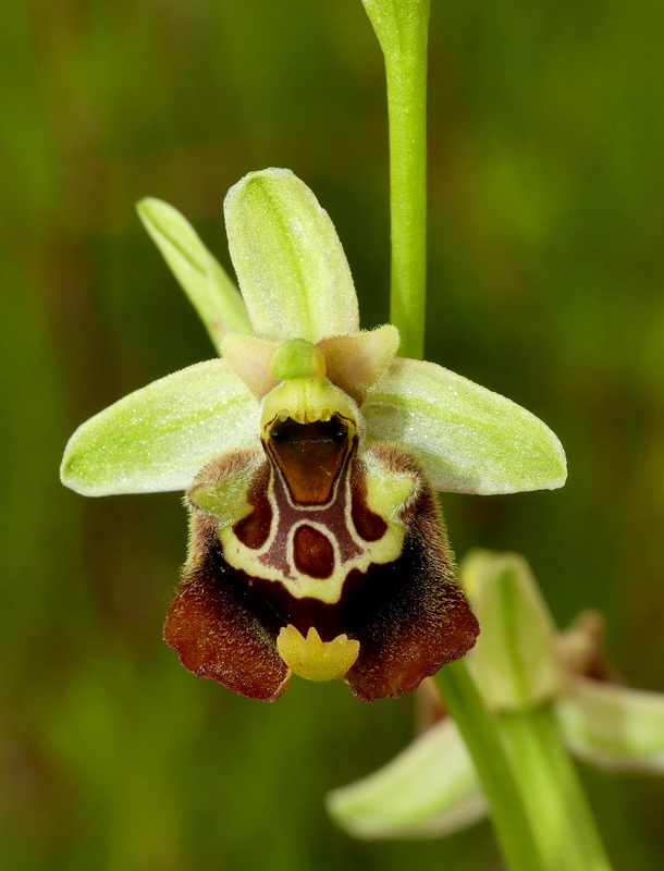 Ophrys lacaitae tra introgressioni e forme ibride � Molise 2023.